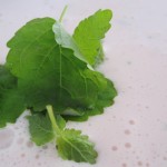 Citronmelisse tilsættes